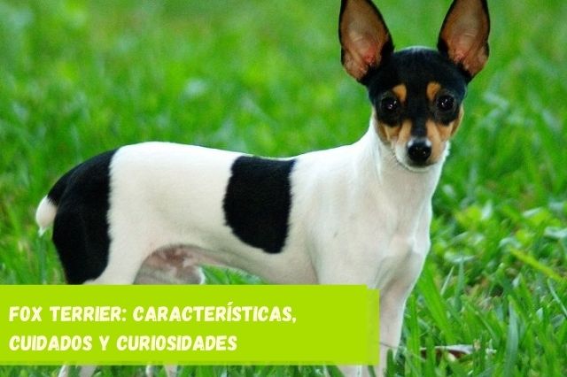 Fox Terrier características, cuidados y curiosidades