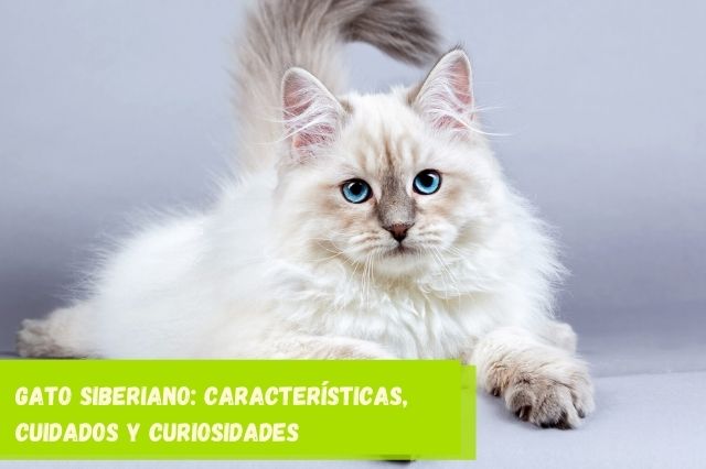 Gato siberiano características, cuidados y curiosidades