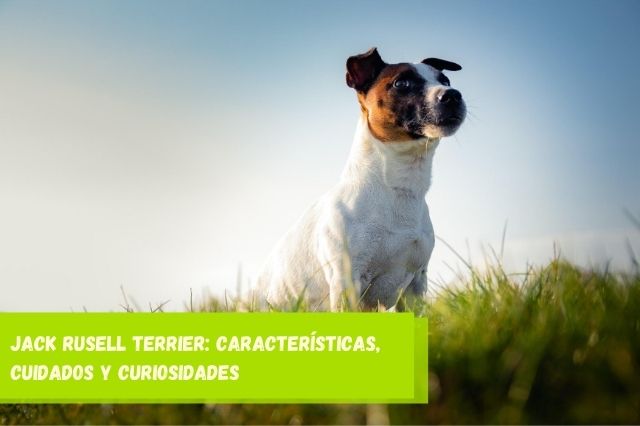 Jack Rusell Terrier Características, cuidados y curiosidades