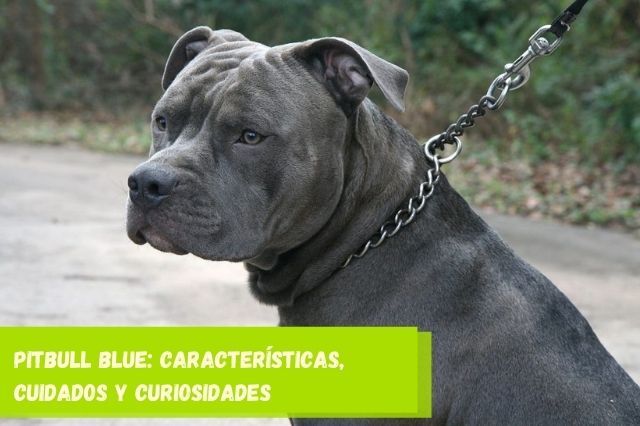 Pitbull Blue características, cuidados y curiosidades